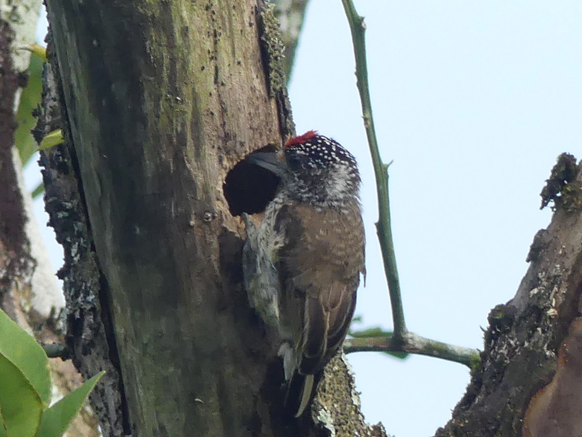 White-bellied Piculet - ML143561941