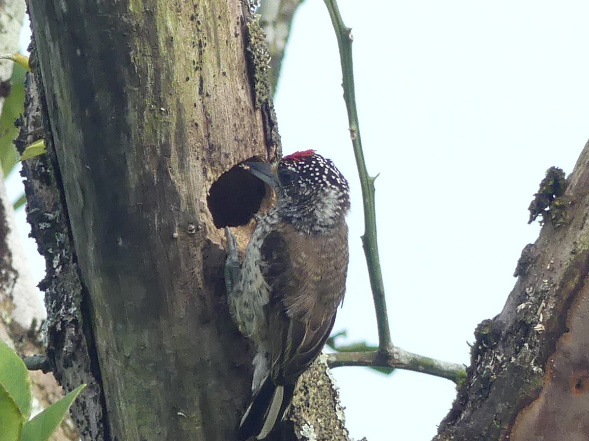 White-bellied Piculet - ML143561971