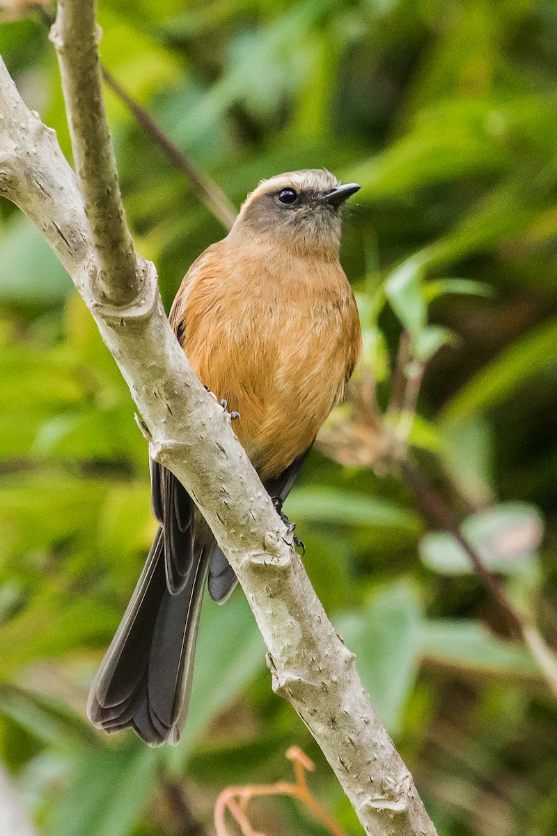 Brown-backed Chat-Tyrant - ML143563741