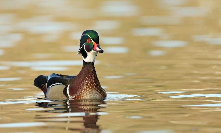 Wood Duck