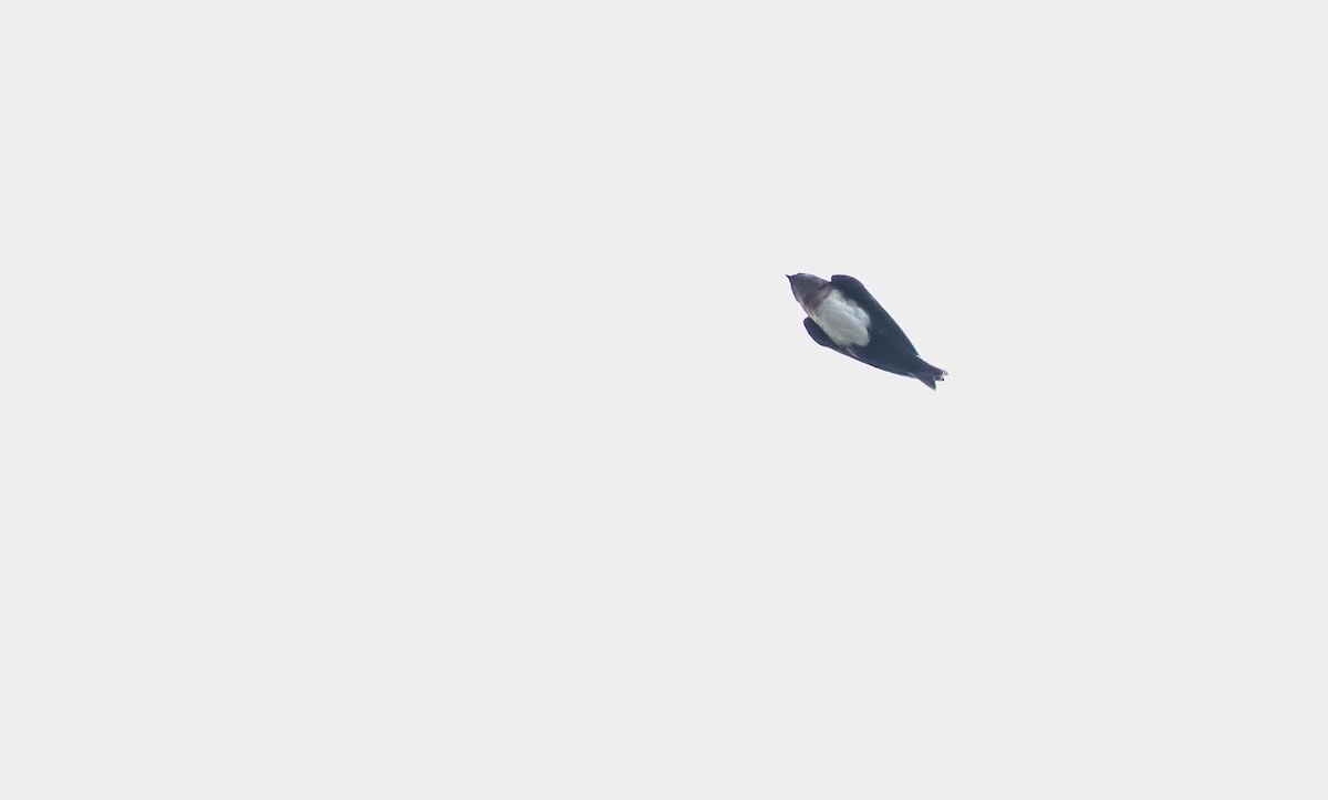 Blassfußschwalbe - ML143563841