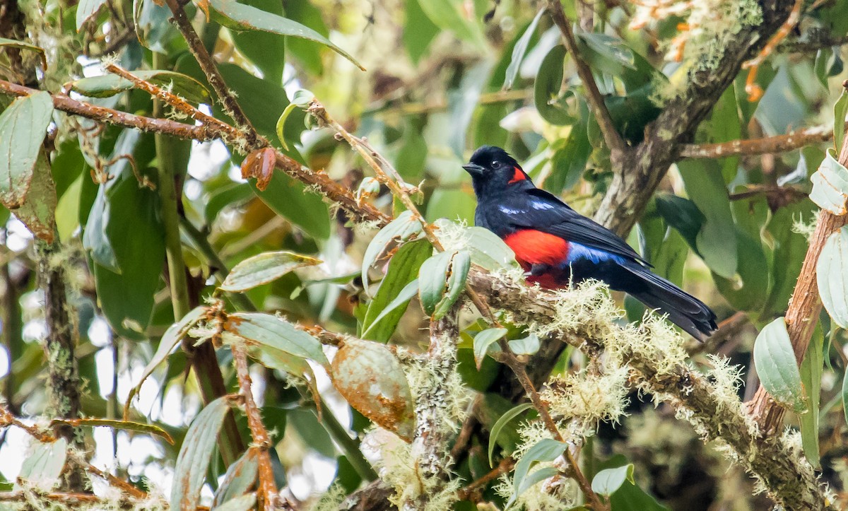 Scarlet-bellied Mountain Tanager - ML143564061