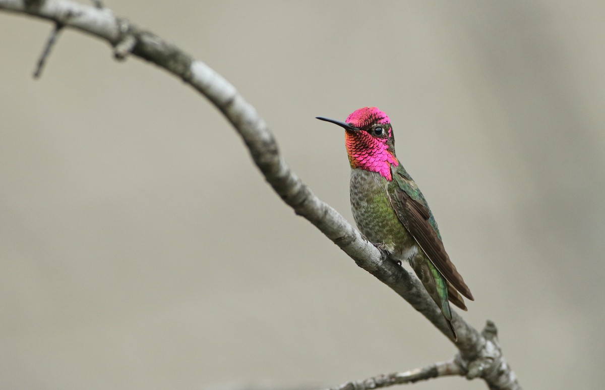 Anna's Hummingbird - Luke Seitz