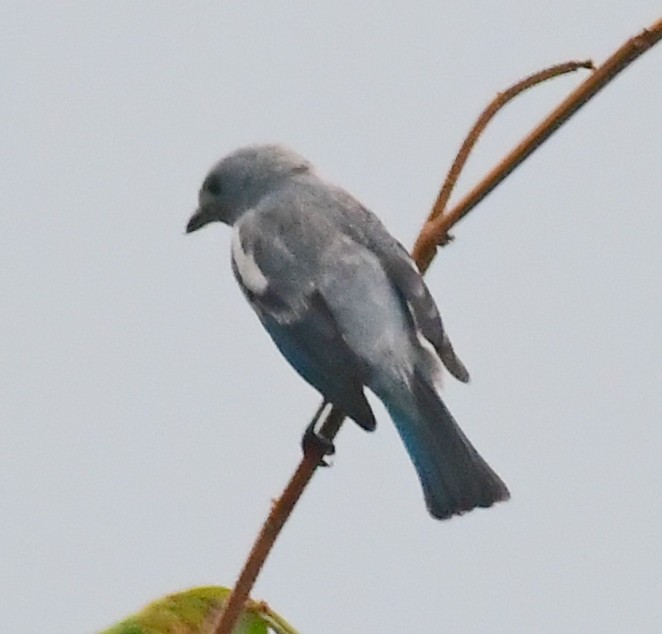 Blue-gray Tanager - ML143564361