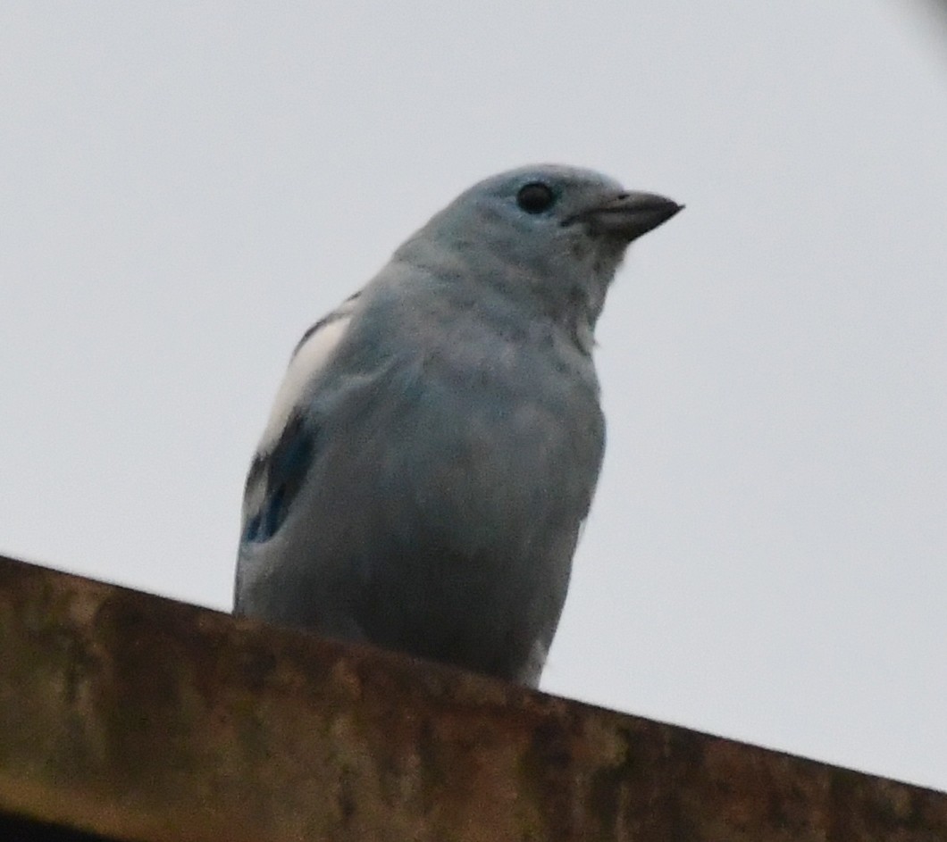 Blue-gray Tanager - ML143564371