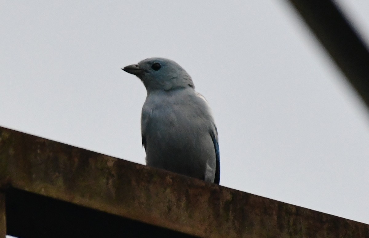 Blue-gray Tanager - ML143564391