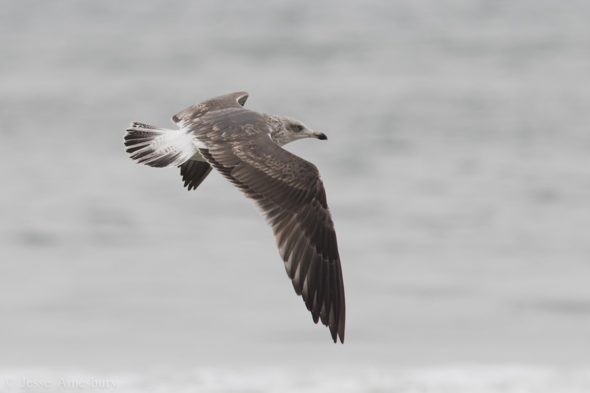 Lesser Black-backed Gull (graellsii) - Jesse Amesbury