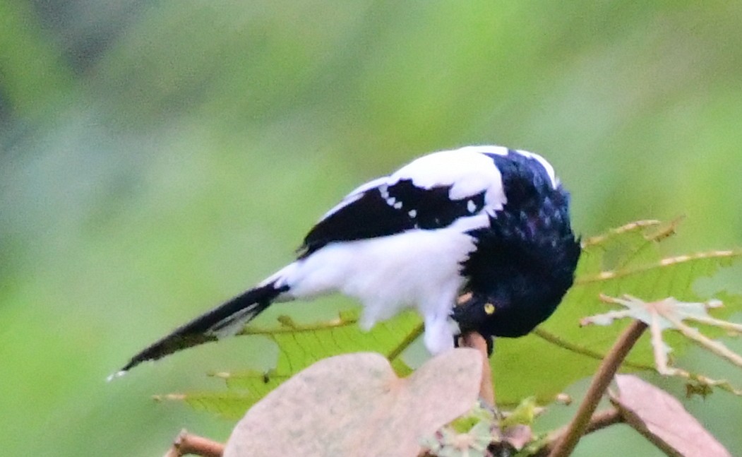 Magpie Tanager - ML143567761