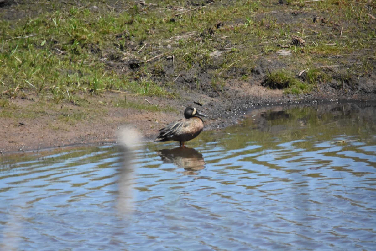 Blue-winged Teal - ML143568101