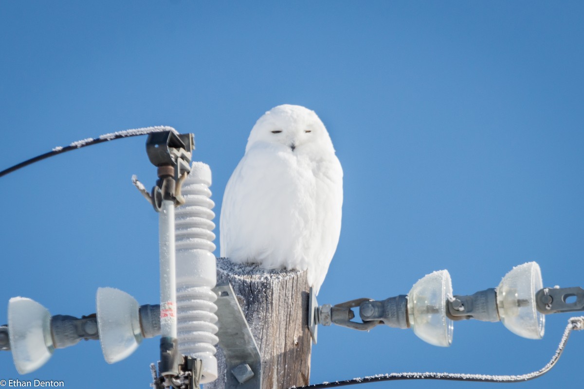 Snowy Owl - ML143573151