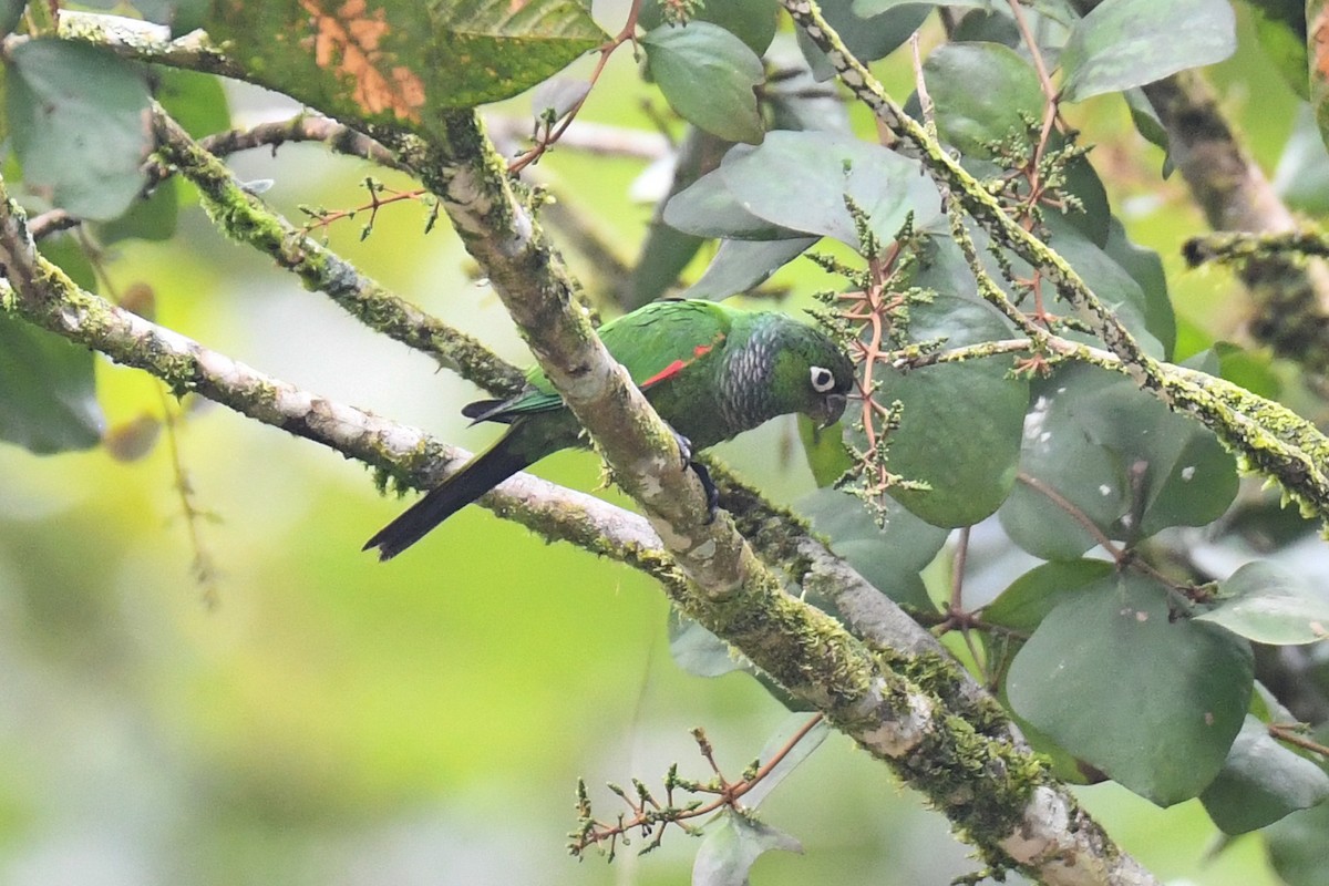 Maroon-tailed Parakeet - ML143573871