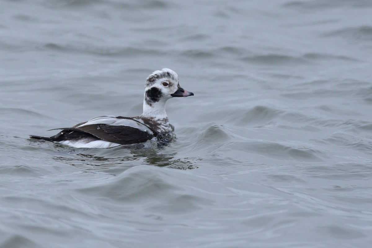 Long-tailed Duck - ML143574191