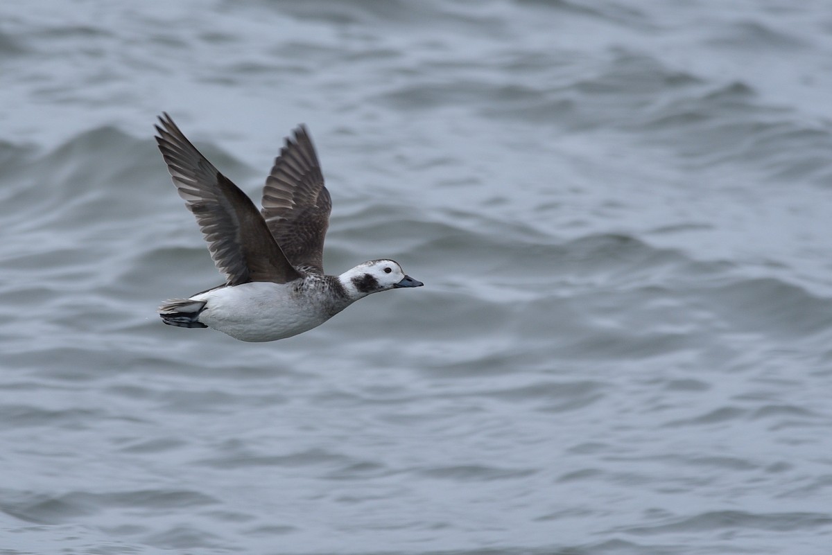 Long-tailed Duck - ML143574271