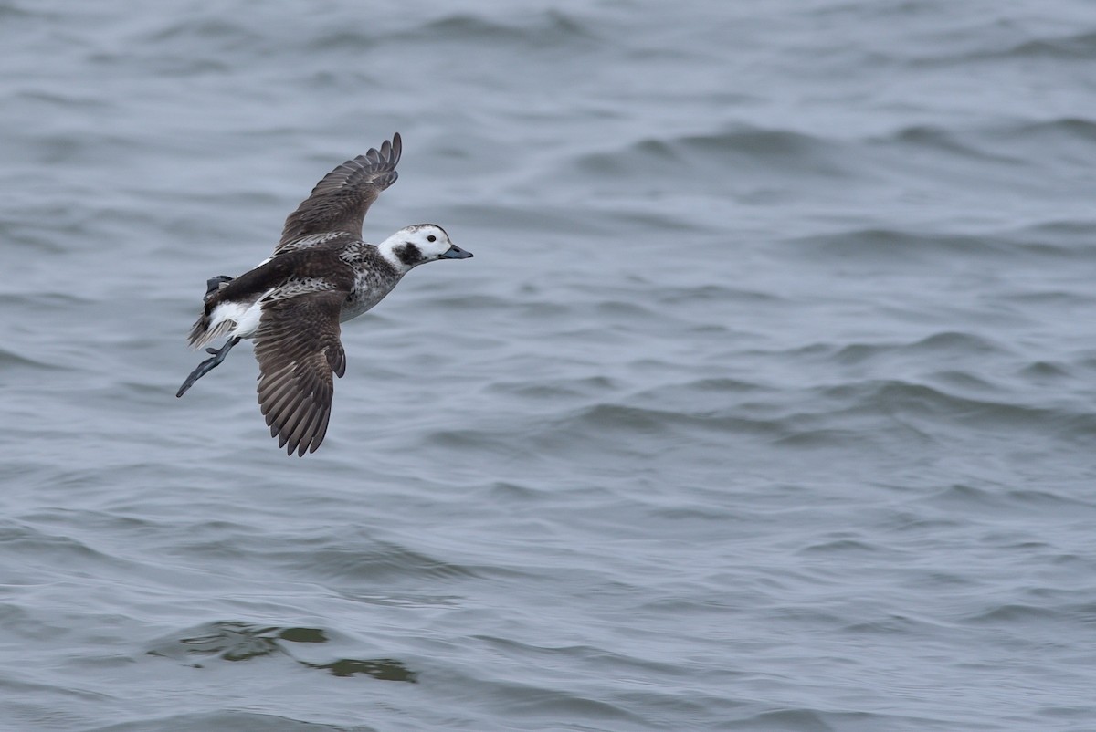 Long-tailed Duck - ML143574321
