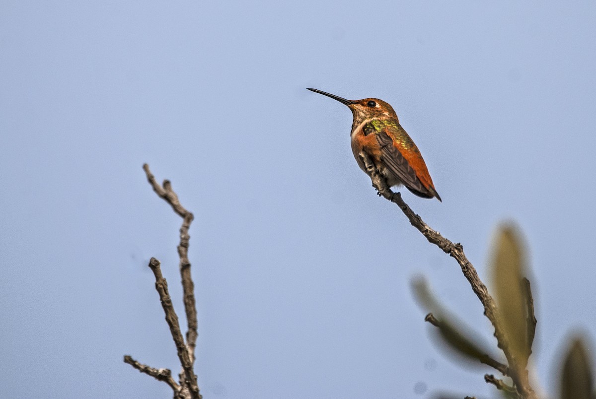 Allen's Hummingbird - Andrew Simon