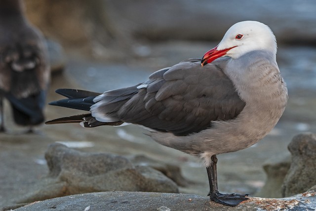 Possible confusion species: Heermann's Gull (<em class="SciName notranslate">Larus heermanni</em>). - Heermann's Gull - 