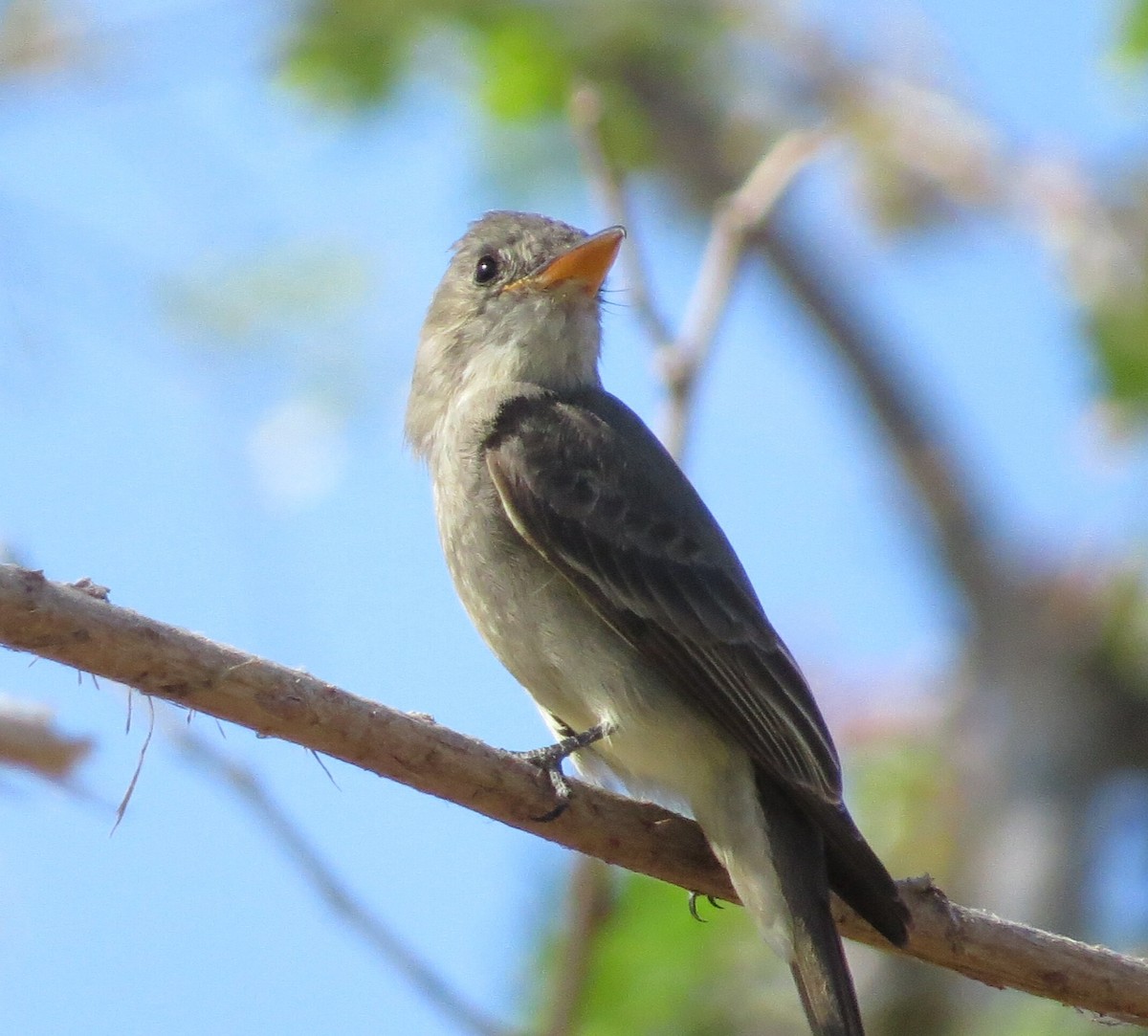 Greater Pewee - Mike Judd