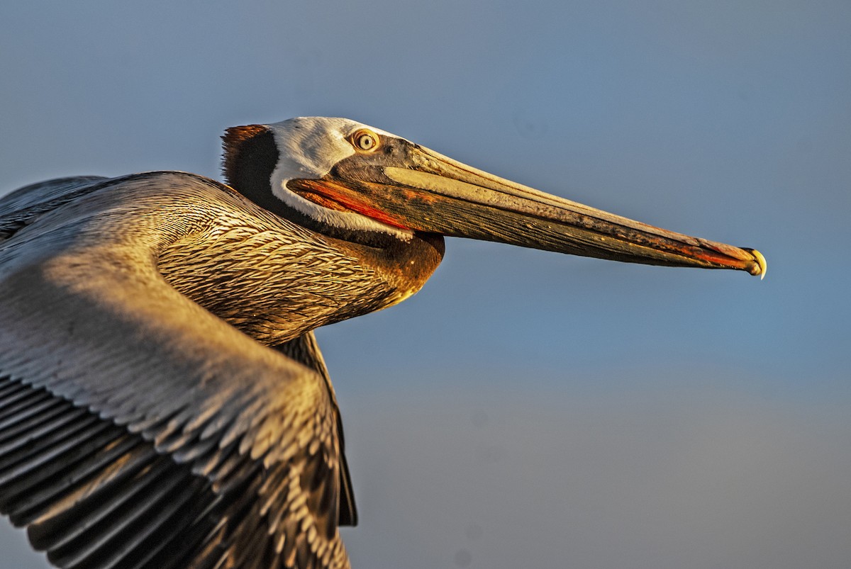 pelikán hnědý (ssp. californicus) - ML143576291