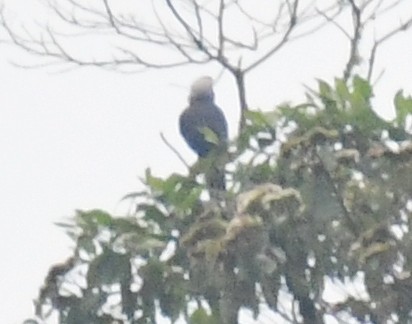 Speckle-faced Parrot - ML143577191