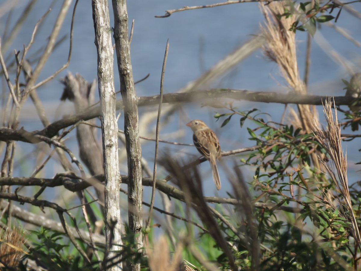 Field Sparrow - ML143585631