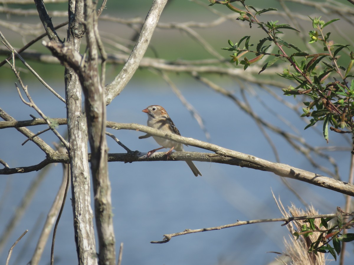 Field Sparrow - ML143585811