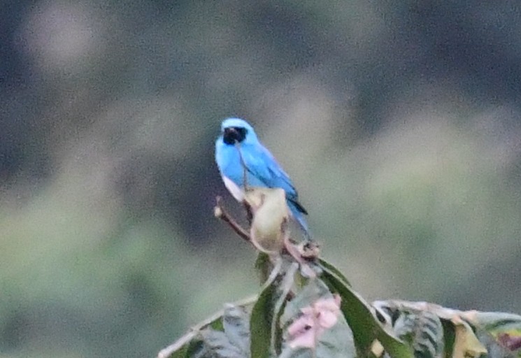 Swallow Tanager - ML143586701