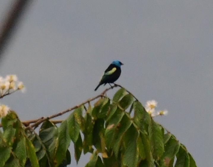 Blue-necked Tanager - ML143586841