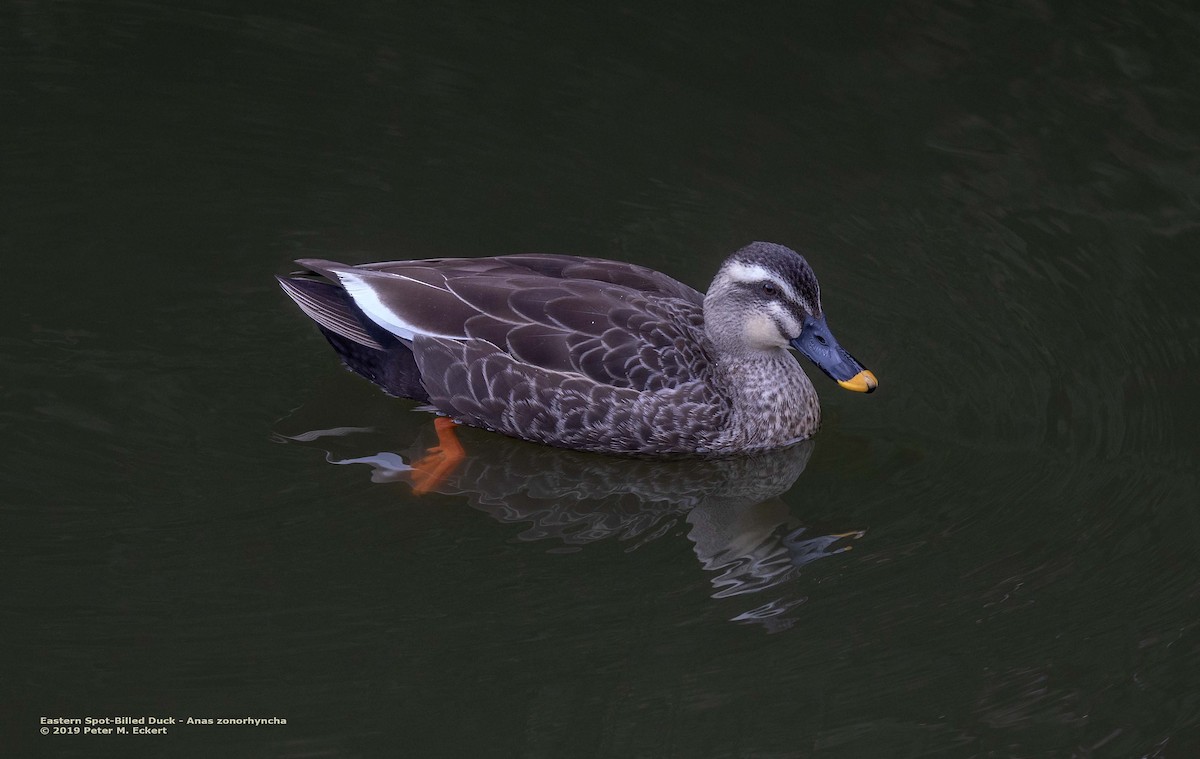 Eastern Spot-billed Duck - Peter Eckert