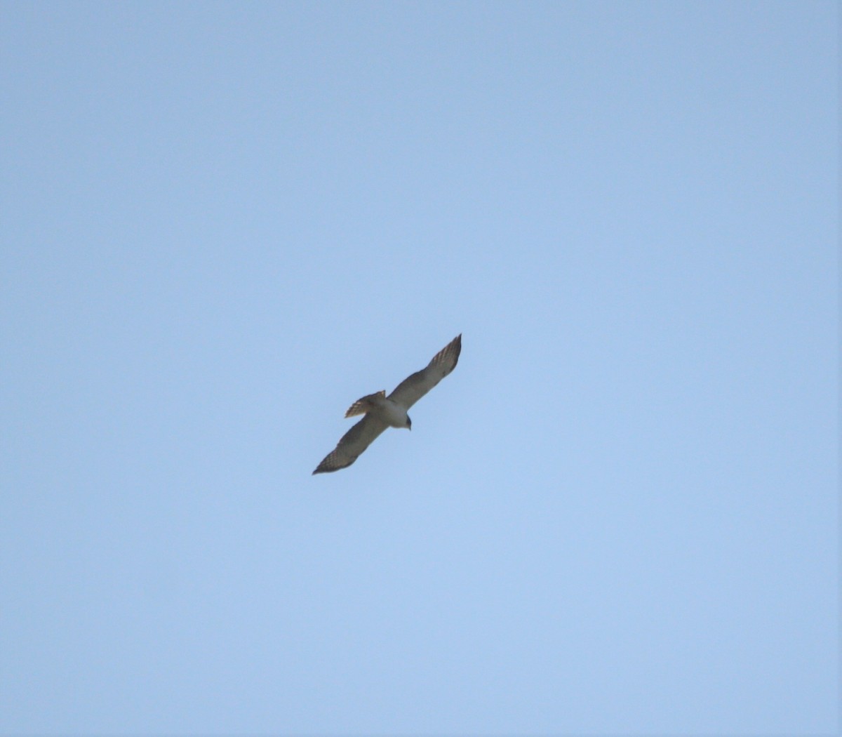 Short-tailed Hawk - Marc Hanneman