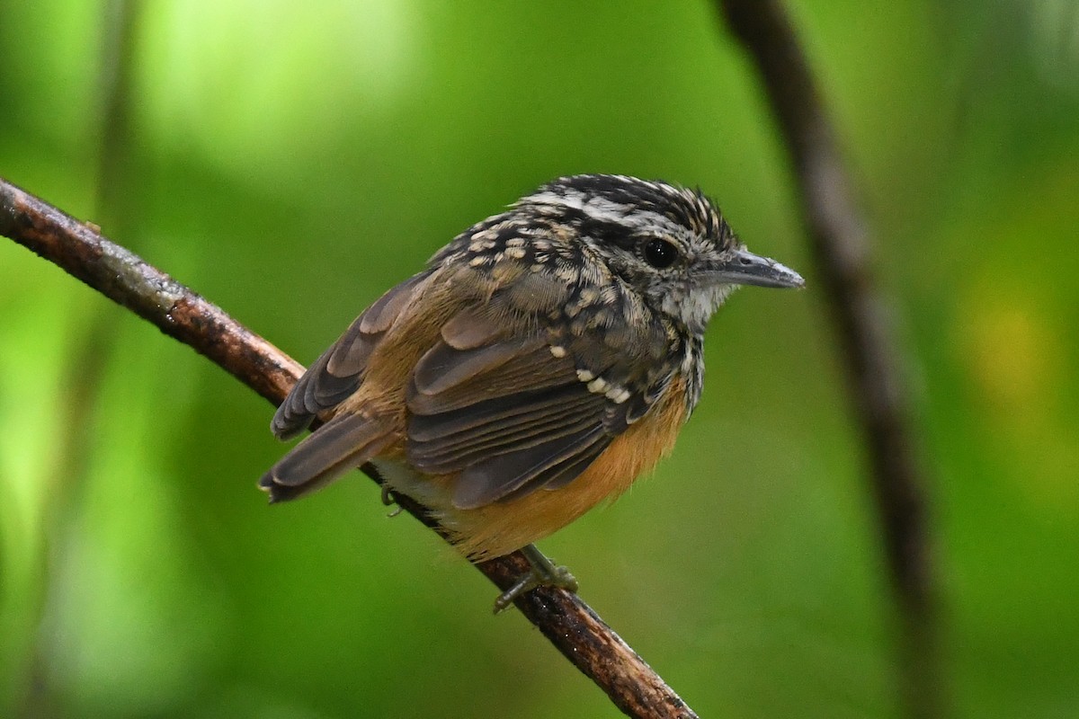 Peruvian Warbling-Antbird - Warren Whaley
