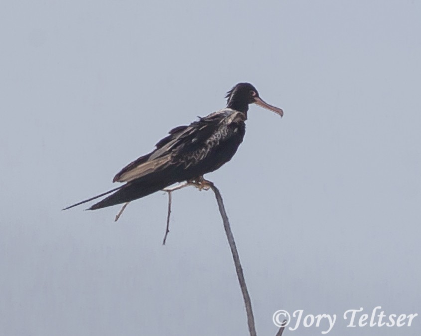 Lesser Frigatebird - Jory Teltser