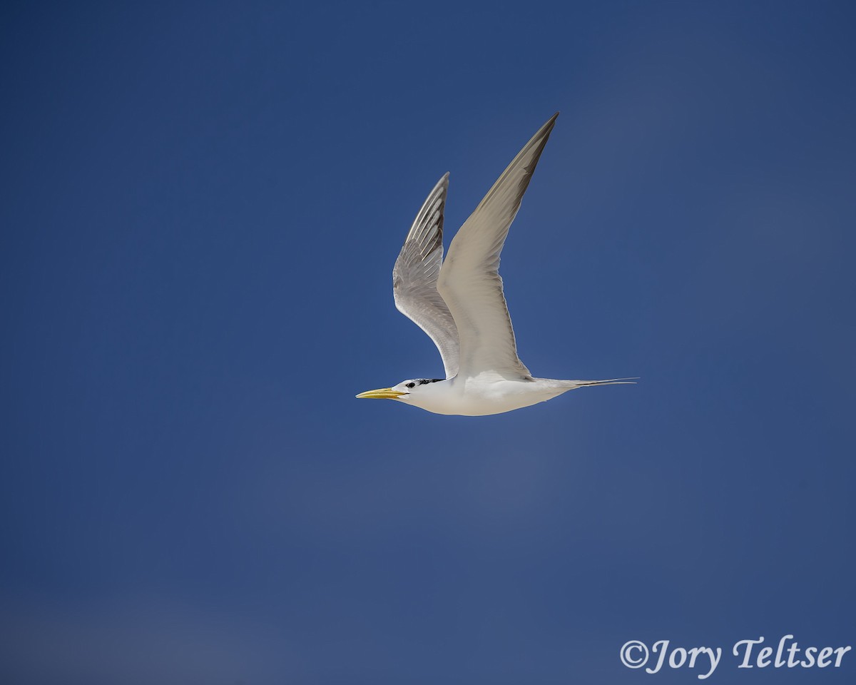 Great Crested Tern - Jory Teltser