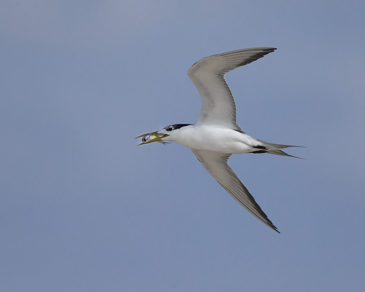 Great Crested Tern - ML143592971
