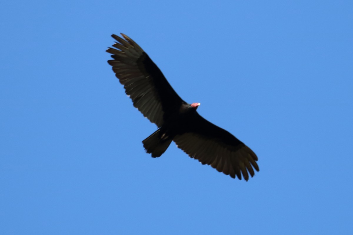 Turkey Vulture - Alta Tanner
