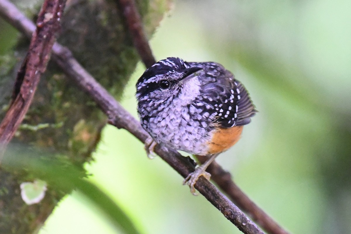 Peruvian Warbling-Antbird - Warren Whaley