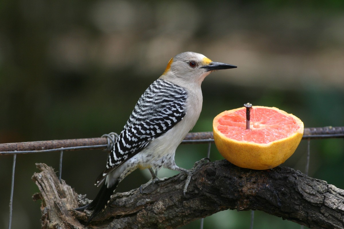 Golden-fronted Woodpecker - Tom Benson
