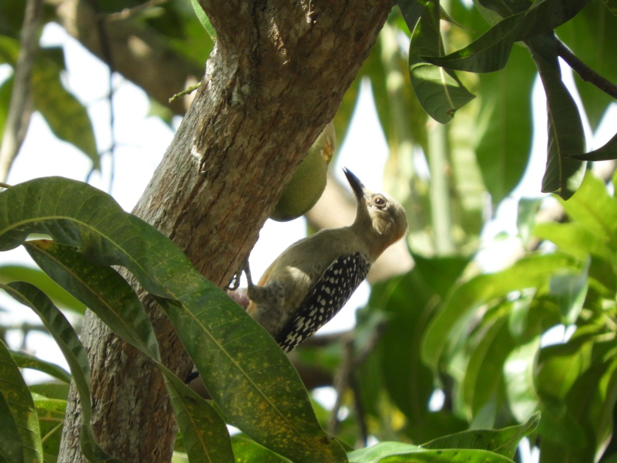Red-crowned Woodpecker - ML143600551