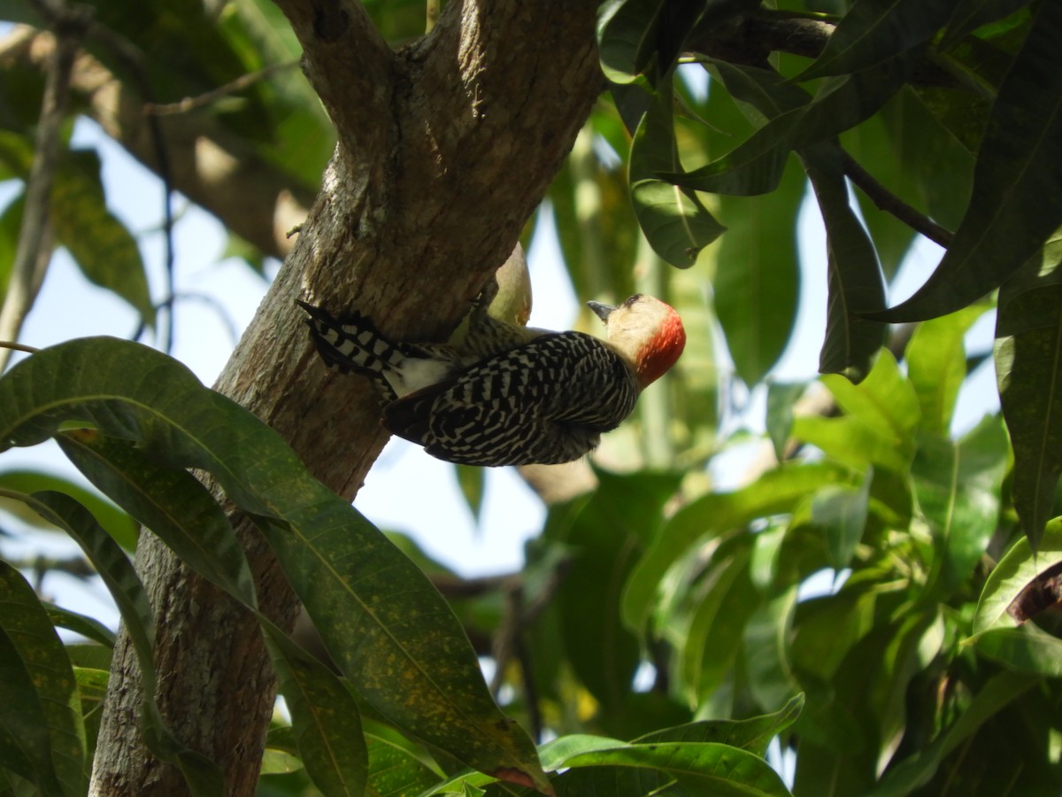 Red-crowned Woodpecker - ML143600561