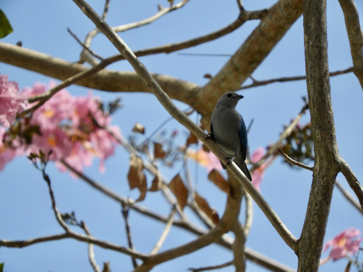 Blue-gray Tanager - ML143600691
