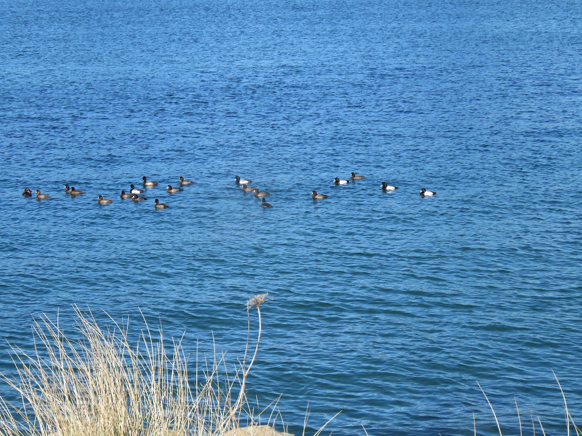 Greater Scaup - ML143601081