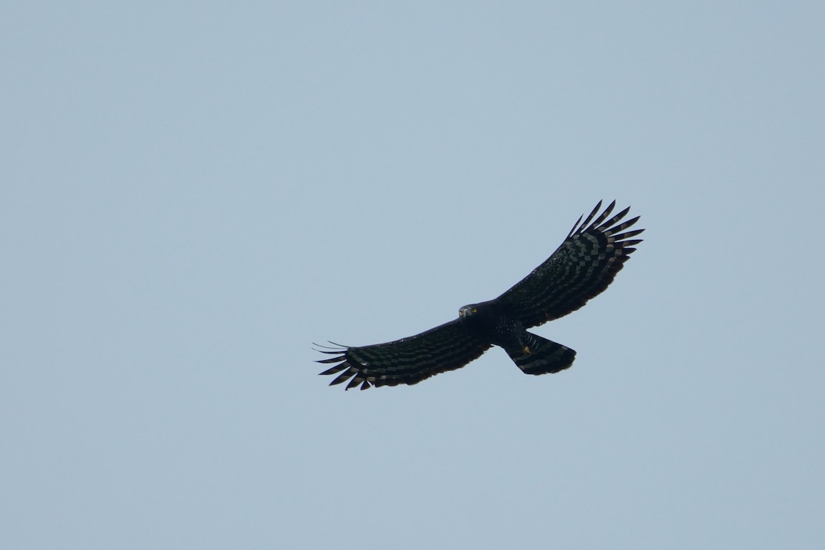 Чёрный хохлатый орёл - ML143601411