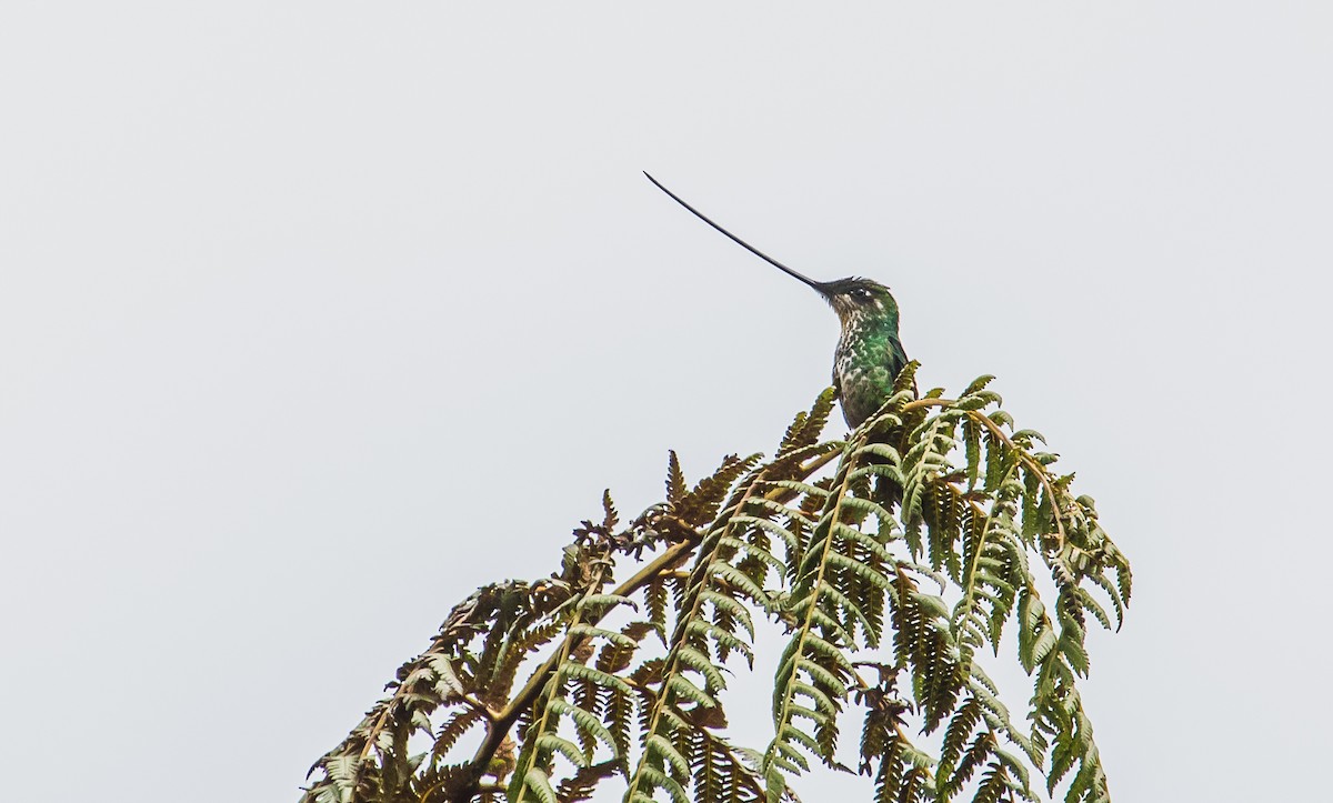 Sword-billed Hummingbird - David Monroy Rengifo