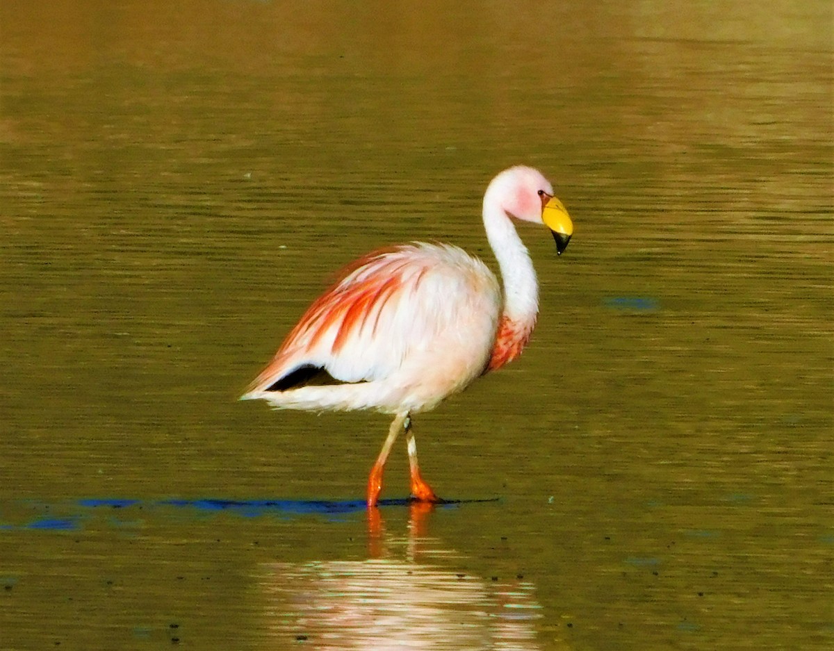 James's Flamingo - ML143606241