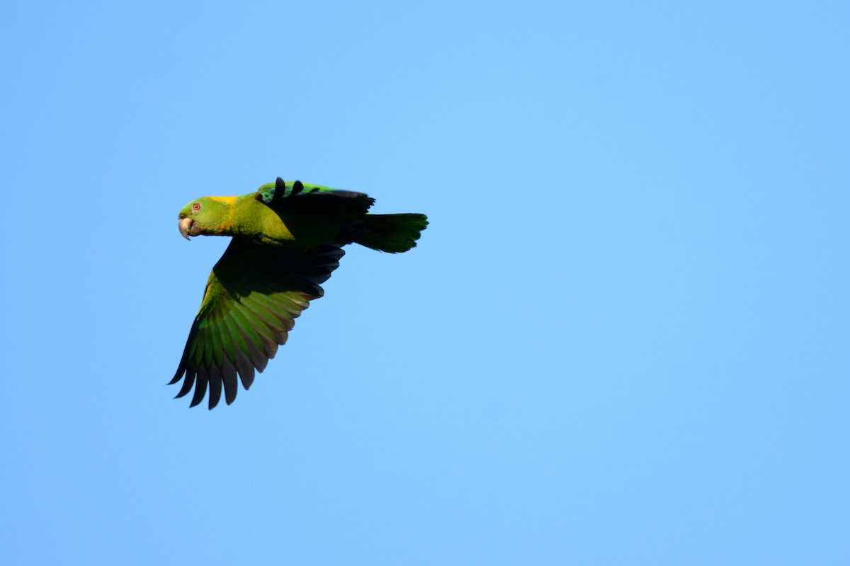 Yellow-naped Parrot - Miguel Aguilar @birdnomad