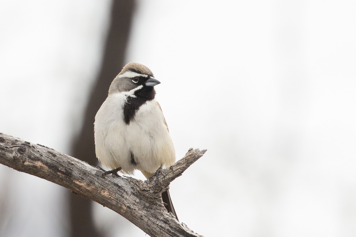 Black-throated Sparrow - Aaron Yappert