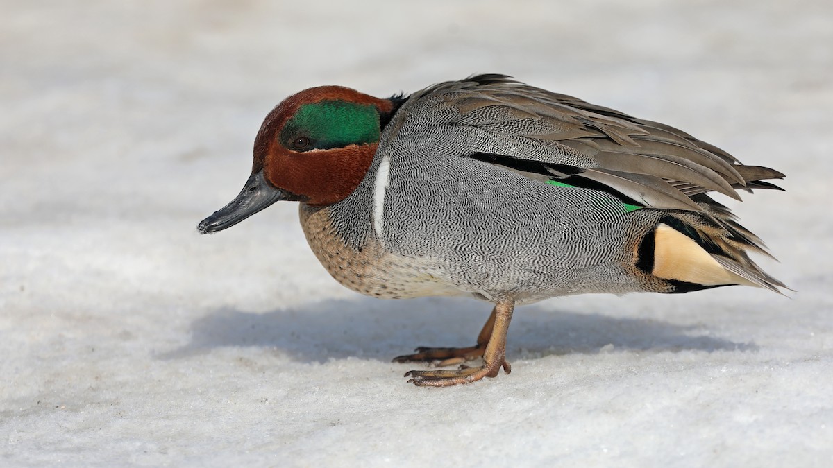 Green-winged Teal - ML143610811