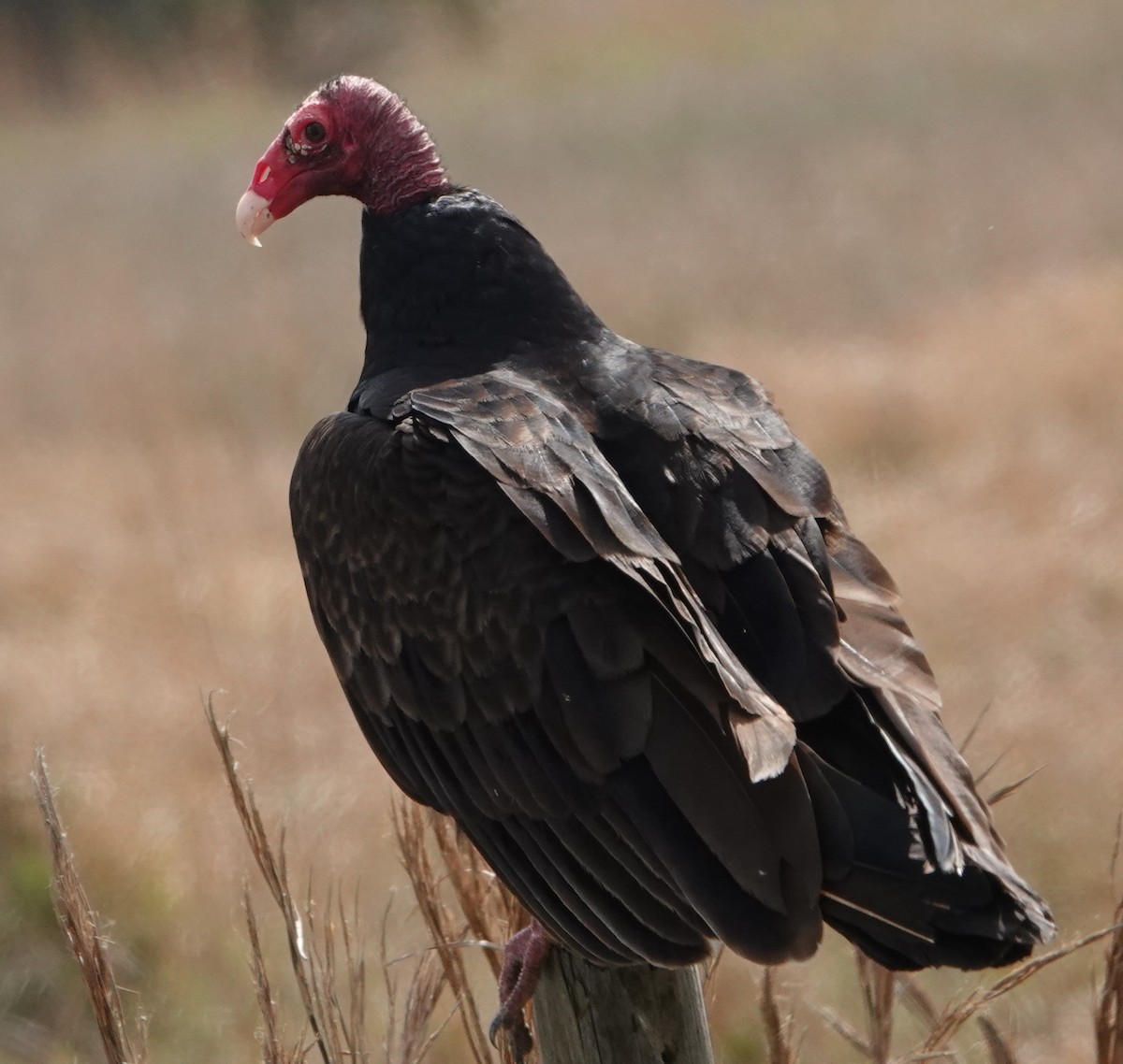 Turkey Vulture - Chuck Hignite