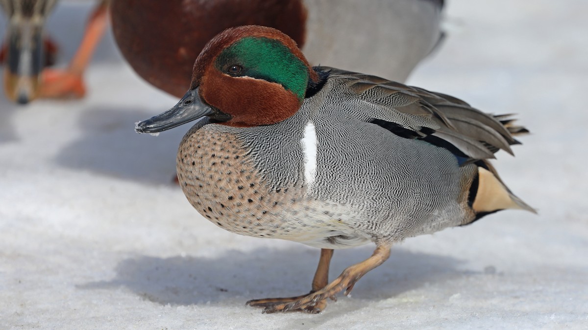 Green-winged Teal - ML143612141