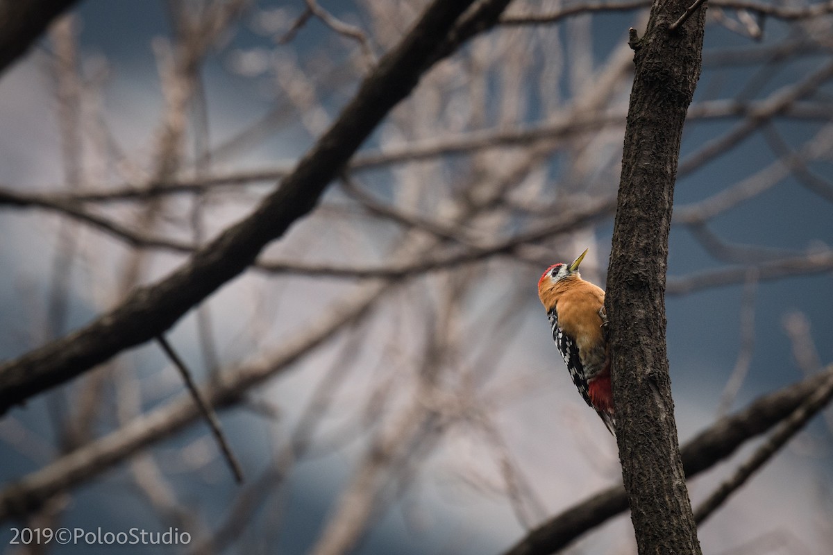Rufous-bellied Woodpecker - ML143614511