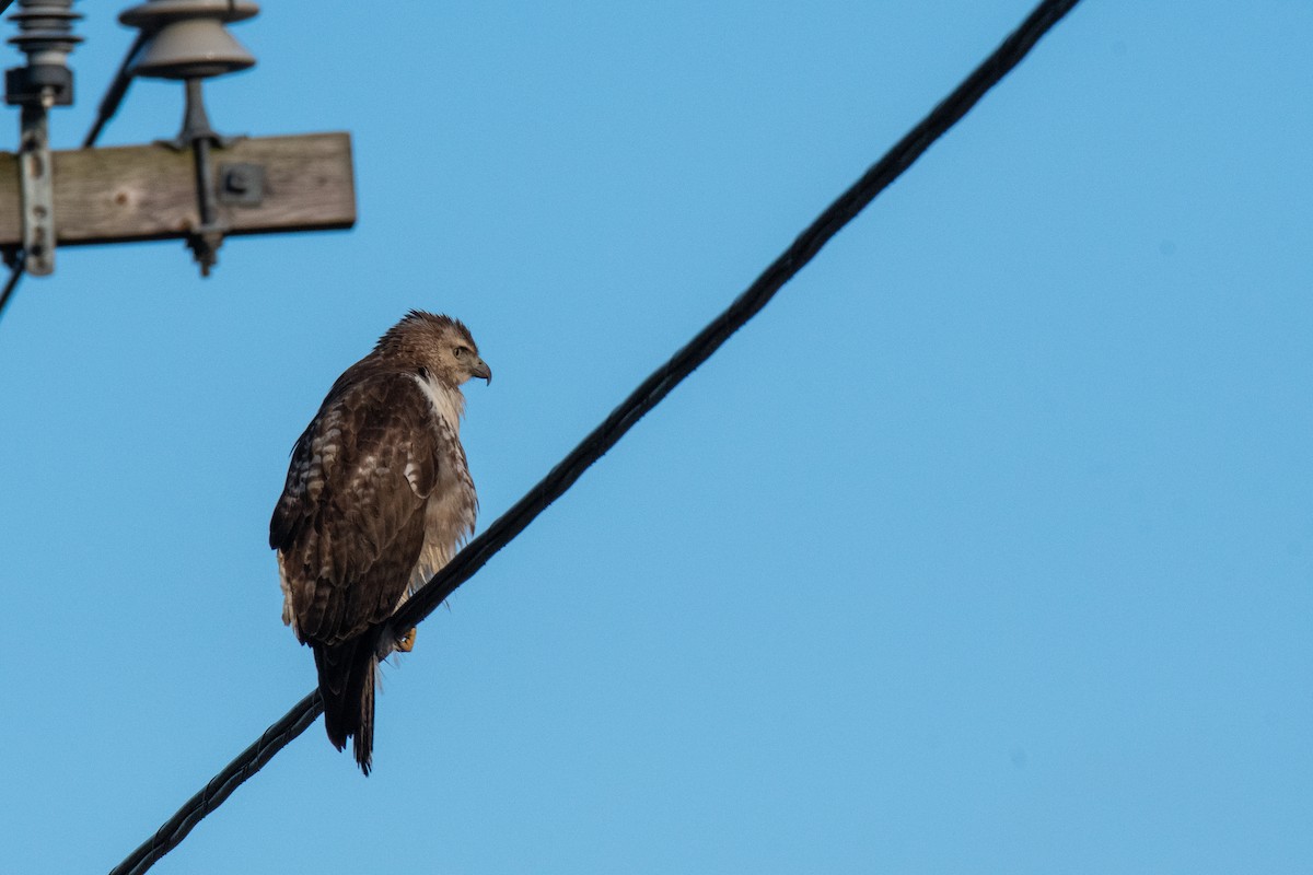 Red-tailed Hawk - ML143615821
